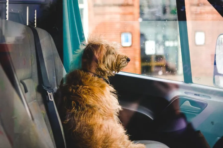Táxis e TVDE não podem recusar animais – exceto em casos específicos 