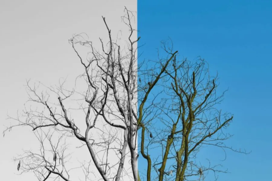 Árvore sem folhas dividida verticalmente ao meio; o lado esquerdo está em preto e branco com céu acinzentado, enquanto o lado direito está colorido com céu azul, simbolizando contraste entre duas estações ou estados emocionais.