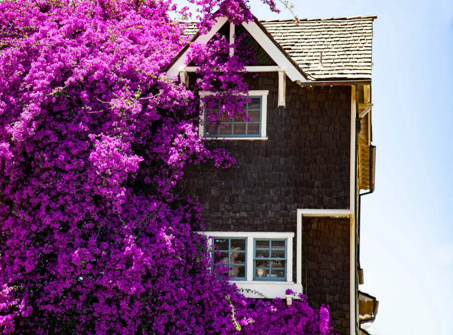 Casa com fachada em madeira escura parcialmente coberta por trepadeiras com flores roxas vibrantes, simbolizando investimento imobiliário com potencial.